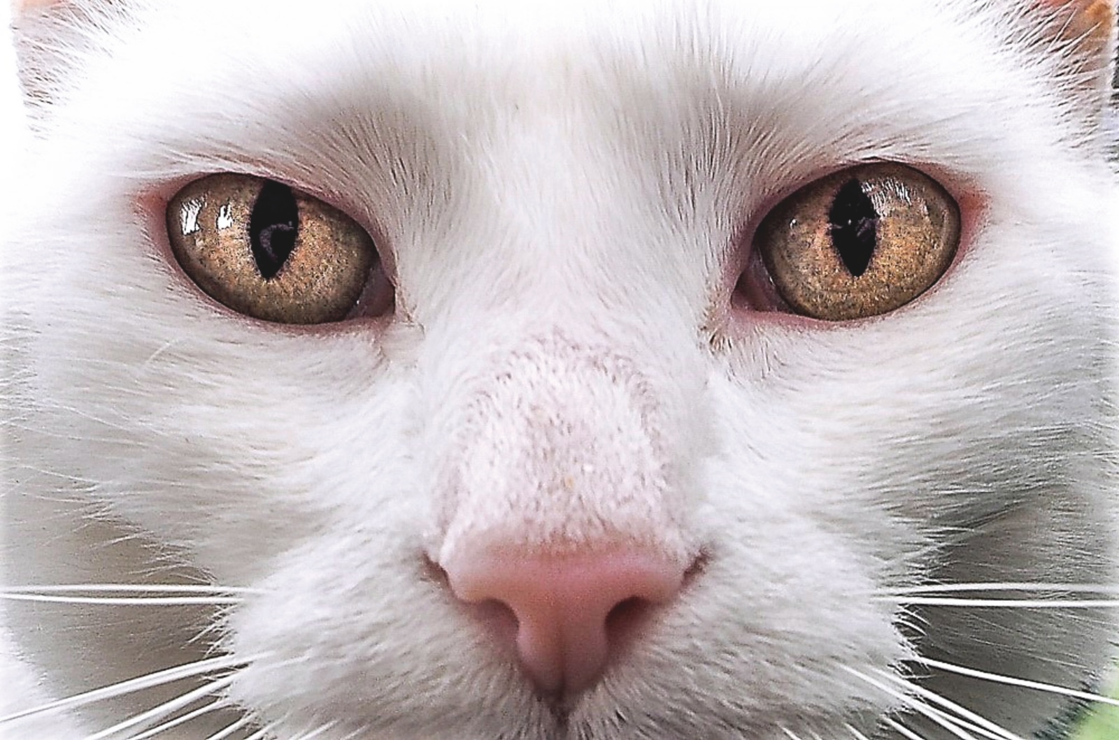 The Eyes Have It